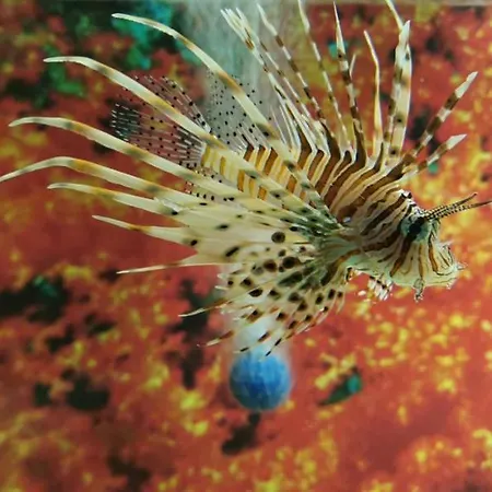 Dolphin House 4* ليبا