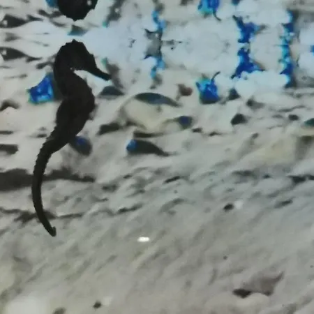 Nocleg ze śniadaniem Dolphin House 4*