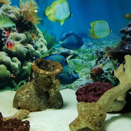 Dolphin House فندق مبيت وإفطار ليبا