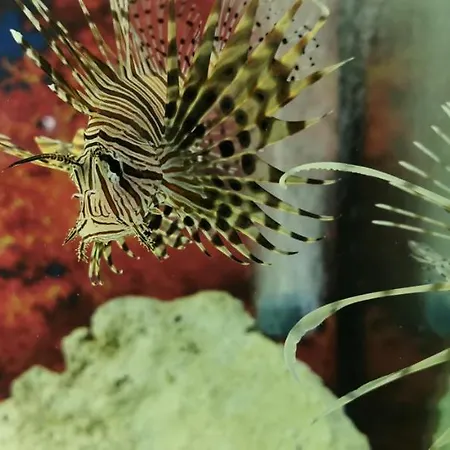 فندق مبيت وإفطار Dolphin House ليبا