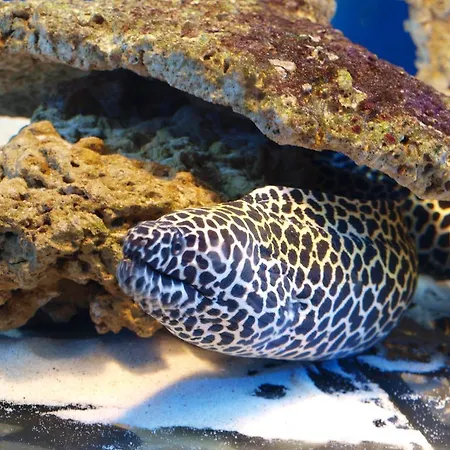 Dolphin House Nocleg ze śniadaniem