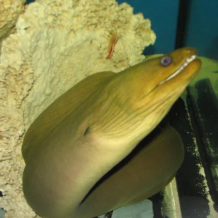 Dolphin House 3* Łeba