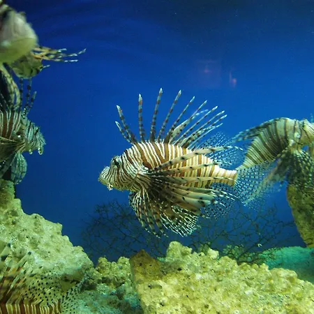 Dolphin House فندق مبيت وإفطار ليبا