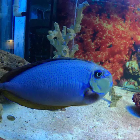 Dolphin House ليبا