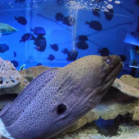 Dolphin House فندق مبيت وإفطار ليبا