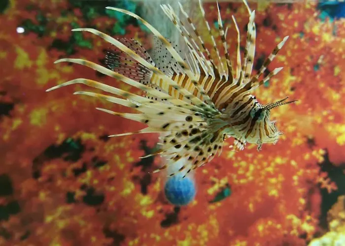 Dolphin House 4* Łeba