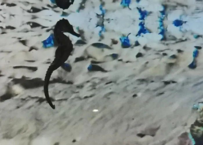 Nocleg ze śniadaniem Dolphin House 4*