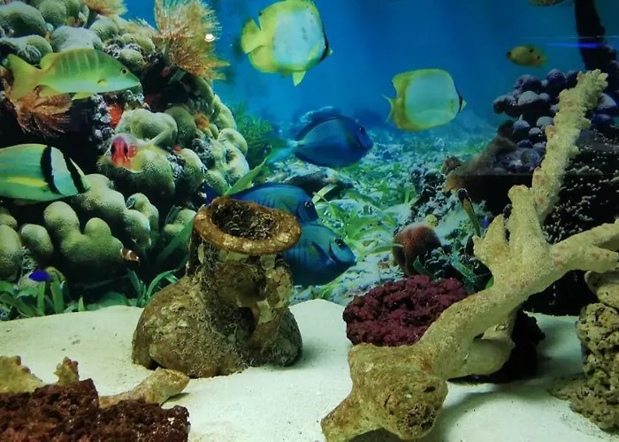 Dolphin House Отель типа 