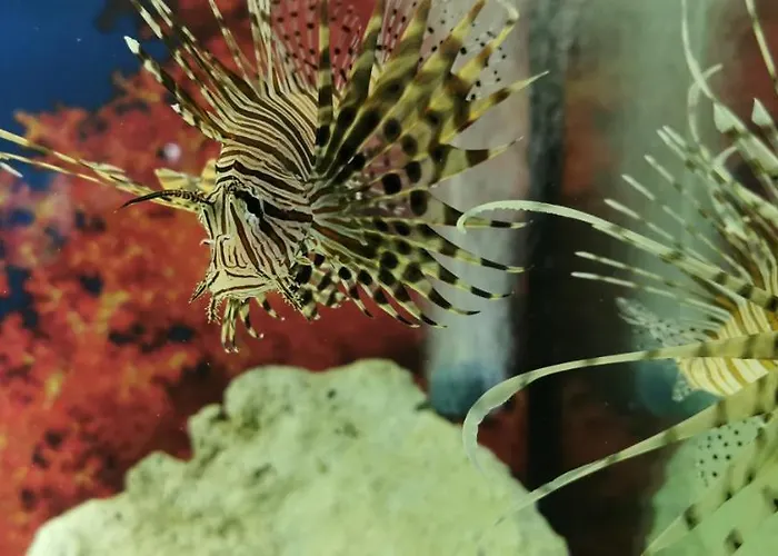 Nocleg ze śniadaniem Dolphin House Łeba