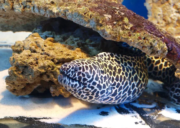 Dolphin House Отель типа 