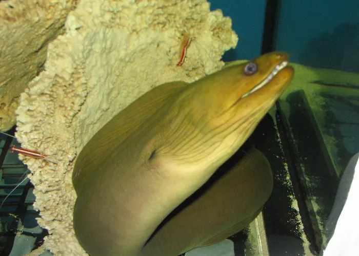 Dolphin House 4* Леба