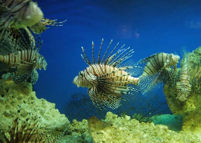 Dolphin House Отель типа 