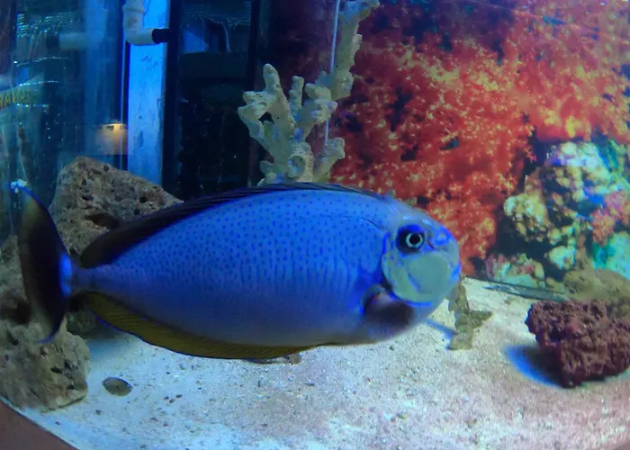 Dolphin House Леба