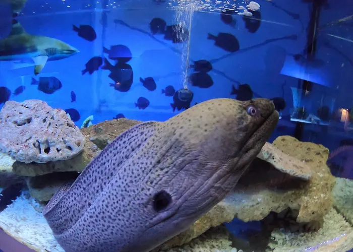 Dolphin House Отель типа 